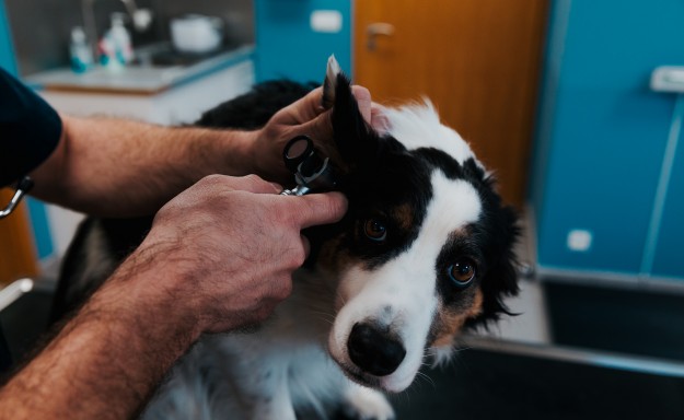 20180131- Vetanim - 29